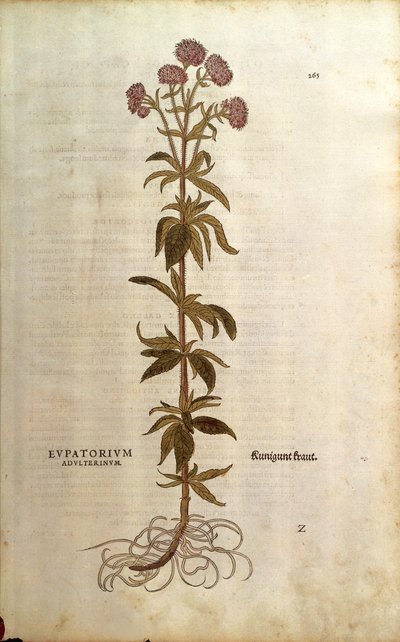 Kender-agrimony – Leonhart Fuchs Eupatorium cannabinum (Eupatorium adulterinum) a De historia stirpium commentarii insignes-ból (Nevezetes megjegyzések a növények történetéhez), színes metszet alkotó: Leonhard Fuchs