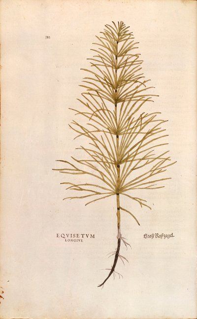 Tormás - Equisetum arvense (Equisetum longius) Leonhart Fuchs által a De historia stirpium commentarii insignes (Nevezetes kommentárok a növények történetéhez) című színes metszetből. alkotó: Leonhard Fuchs
