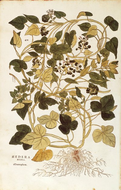 Borostyán (Hedera helix nigra aurea), Leonhart Fuchs, a De historia stirpium commentarii insignes (Nevezetes megjegyzések a növények történetéhez), színes metszet alkotó: Leonhard Fuchs