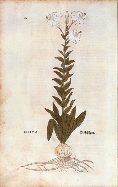 Liliom (Lilium), Leonhart Fuchs a De historia stirpium commentarii insignes-ból (Nevezetes megjegyzések a növények történetéhez), színes metszet alkotó: Leonhard Fuchs