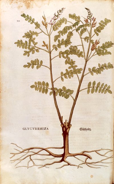 Édesgyökér vagy édesgyökér (Glycyrrhiza glabra) Leonhart Fuchstól a De historia stirpium commentarii insignes (Nevezetes megjegyzések a növények történetéhez) színes metszet alkotó: Leonhard Fuchs
