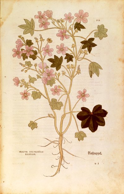 Mályva (Malva sylvestris elatior) Leonhart Fuchstól a De historia stirpium commentarii insignes-ból (Nevezetes megjegyzések a növények történetéhez), színes metszet alkotó: Leonhard Fuchs