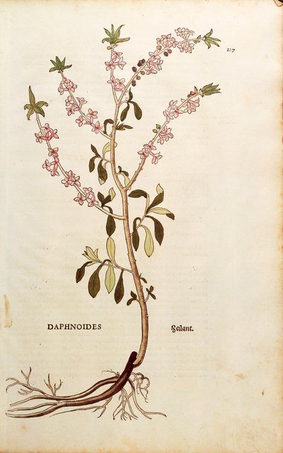 Mezereon - Daphne mezereum (Daphnoides) Leonhart Fuchs, De historia stirpium commentarii insignes (Nevezetes megjegyzések a növények történetéhez), színes metszet alkotó: Leonhard Fuchs