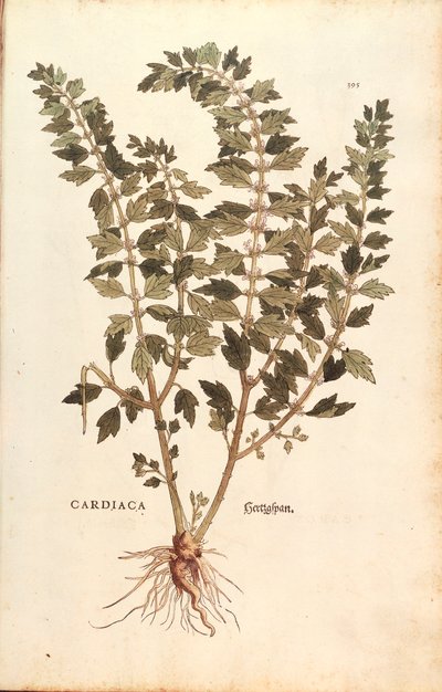 Anyafű (Leonurus cardiaca), Leonhart Fuchs, a De historia stirpium commentarii insignes (Nevezetes megjegyzések a növények történetéhez) színes metszet alkotó: Leonhard Fuchs