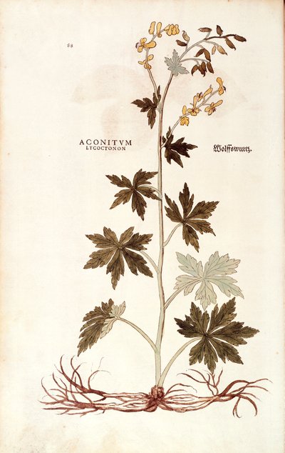 Leonhart Fuchs északi farkasbordája (Aconitum lycoctonum) a De historia stirpium commentarii insignes-ból (Nevezetes megjegyzések a növények történetéhez), színes metszet alkotó: Leonhard Fuchs