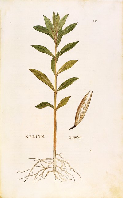 Oleander (Nerium oleander), Leonhart Fuchs a De historia stirpium commentarii insignes-ból (Nevezetes megjegyzések a növények történetéhez), színes metszet alkotó: Leonhard Fuchs