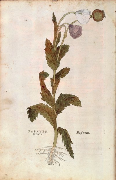 Ópiummák – Leonhart Fuchs Papaver somniferum (Papaver satiuum) a De historia stirpium commentarii insignes-ból (Nevezetes megjegyzések a növények történetéhez), színes metszet alkotó: Leonhard Fuchs