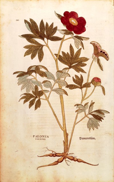 Bazsarózsa - Paeonia officinalis (Paeonia foemina), Leonhart Fuchs a De historia stirpium commentarii insignes-ból (Nevezetes megjegyzések a növények történetéhez), színes metszet alkotó: Leonhard Fuchs