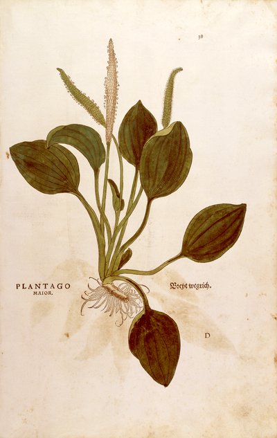 Leonhart Fuchs útifű (Plantago major) a De historia stirpium commentarii insignes-ból (Nevezetes megjegyzések a növények történetéhez) színes metszet alkotó: Leonhard Fuchs