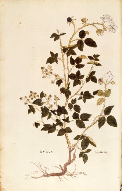 Lemez: Dewberry (Rubus), Leonhart Fuchs a De historia stirpium commentarii insignes-ból (Nevezetes megjegyzések a növények történetéhez), színes metszet alkotó: Leonhard Fuchs