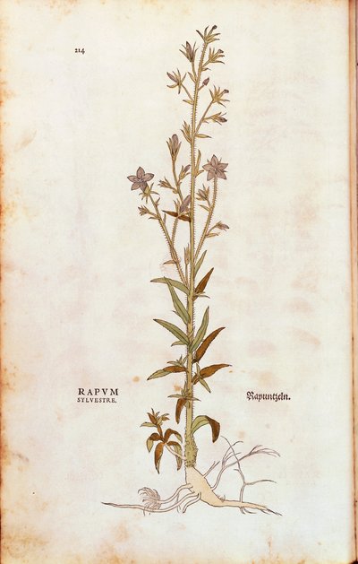 Rampion harangvirág - Campanula rapunculus (Rapum sylvestre), Leonhart Fuchs, a De historia stirpium commentarii insignes (Nevezetes megjegyzések a növények történetéhez) színes metszet alkotó: Leonhard Fuchs