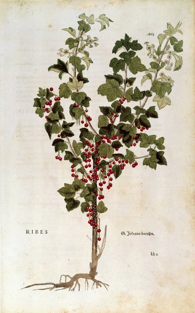 Piros ribizli (Ribes rubrum) Leonhart Fuchs által a De historia stirpium commentarii insignes című könyvből alkotó: Leonhard Fuchs