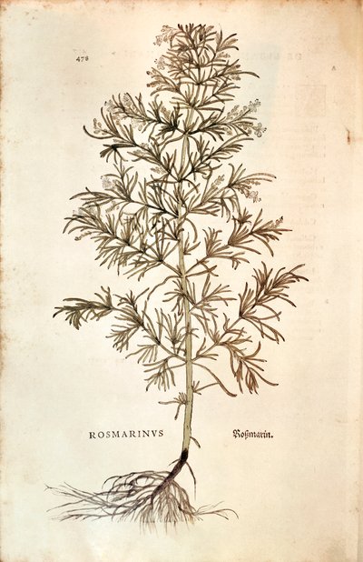 Rozmaring, Rosmarinus Officinalis (Rosmarinus). színes metszet alkotó: Leonhard Fuchs