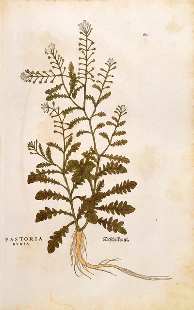Pásztortáska – Leonhart Fuchs Capsella bursa-pastoris (Pastoria bursa) a De historia stirpium commentarii insignes-ból (Nevezetes megjegyzések a növények történetéhez) színes metszet alkotó: Leonhard Fuchs