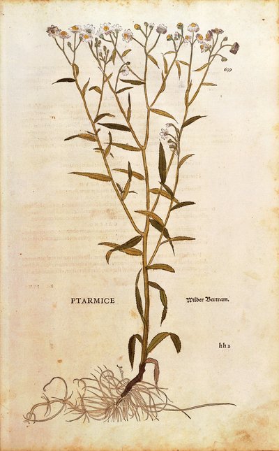 Sneezewort - Achillea ptarmica (Ptarmice) Leonhart Fuchstól a De historia stirpium commentarii insignes (Nevezetes megjegyzések a növények történetéhez) színes metszet alkotó: Leonhard Fuchs