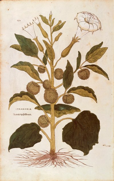 Tüskés alma vagy bíbor kasvirág - Datura stramonium (Stramonia) Leonhart Fuchs által a De historia stirpium commentarii insignes (Figyelemre méltó kommentárok a növények történetéhez) című színes metszetből. alkotó: Leonhard Fuchs
