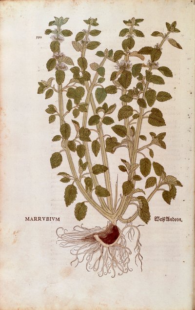 Fehér horehound (Marrubium vulgare) Leonhart Fuchstól a De historia stirpium commentarii insignes (Nevezetes megjegyzések a növények történetéhez) színes metszet alkotó: Leonhard Fuchs