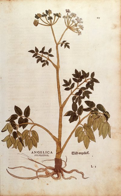 Vad angyalgyökér (Angelica sylvestris) Leonhart Fuchstól a De historia stirpium commentarii insignes (Nevezetes megjegyzések a növények történetéhez) színes metszet alkotó: Leonhard Fuchs