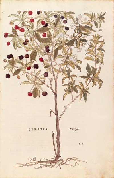 Vadcseresznye - Prunus avium (Cerasus) Leonhart Fuchstól a De historia stirpium commentarii insignes (Nevezetes megjegyzések a növények történetéhez) színes metszet alkotó: Leonhard Fuchs