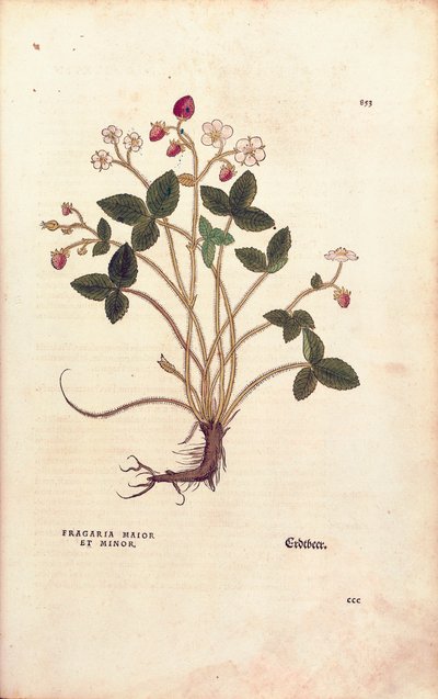 Erdei eper - Fragaria vesca (Fragaria maior et minor), Leonhart Fuchs a De historia stirpium commentarii insignes-ból (Nevezetes megjegyzések a növények történetéhez), színes metszet alkotó: Leonhard Fuchs