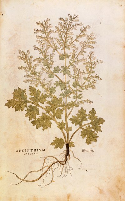 Üres - Artemisia absinthium (Absinthium vulgare), Leonhart Fuchs a De historia stirpium commentarii insignes-ból (Nevezetes megjegyzések a növények történetéhez), színes metszet alkotó: Leonhard Fuchs