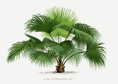  alkotó: Les Palmiers Histoire Iconographique