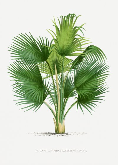  alkotó: Les Palmiers Histoire Iconographique