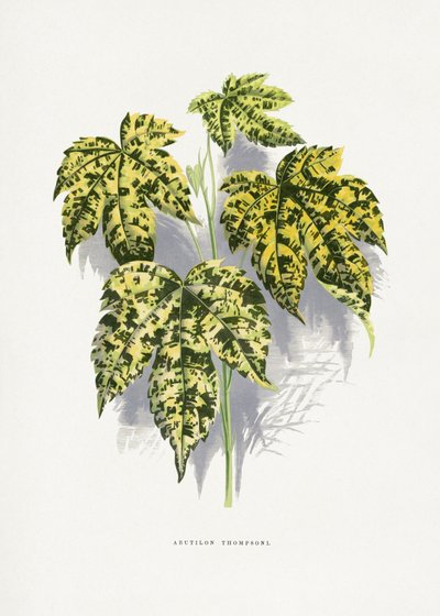  alkotó: Les Plantes a Feuillage Colore