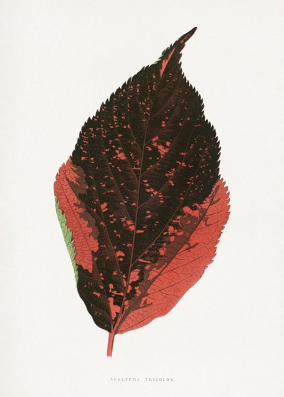  alkotó: Les Plantes a Feuillage Colore