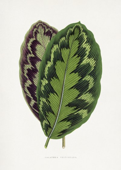  alkotó: Les Plantes a Feuillage Colore
