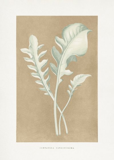  alkotó: Les Plantes a Feuillage Colore