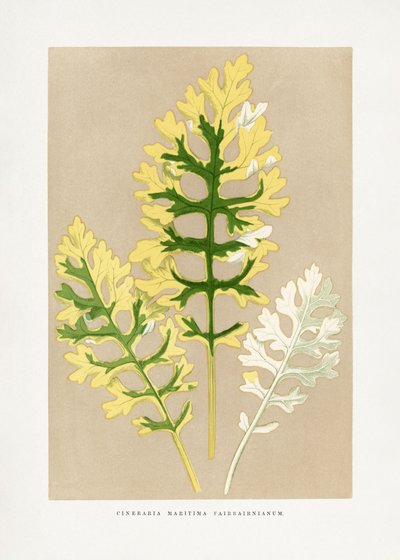  alkotó: Les Plantes a Feuillage Colore