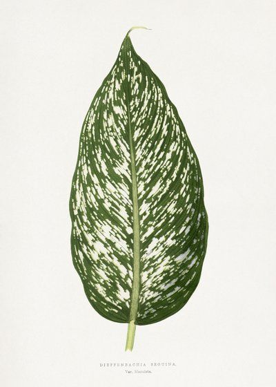  alkotó: Les Plantes a Feuillage Colore