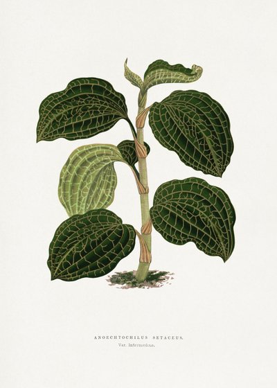  alkotó: Les Plantes a Feuillage Colore
