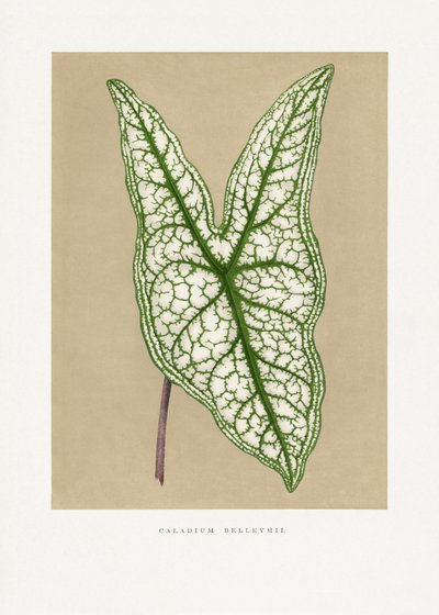  alkotó: Les Plantes a Feuillage Colore