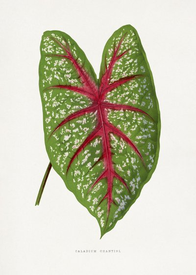  alkotó: Les Plantes a Feuillage Colore