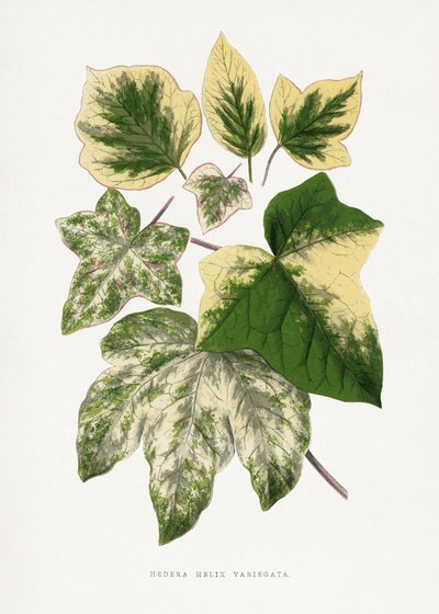  alkotó: Les Plantes a Feuillage Colore