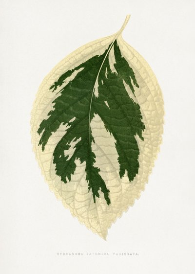  alkotó: Les Plantes a Feuillage Colore