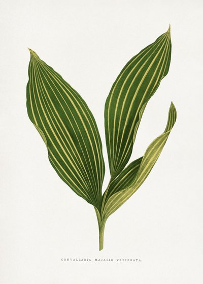  alkotó: Les Plantes a Feuillage Colore
