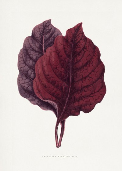  alkotó: Les Plantes a Feuillage Colore