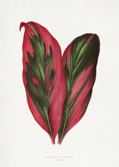  alkotó: Les Plantes a Feuillage Colore