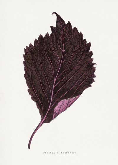  alkotó: Les Plantes a Feuillage Colore