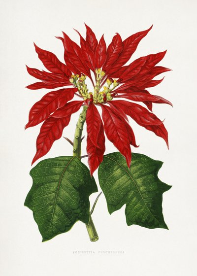  alkotó: Les Plantes a Feuillage Colore