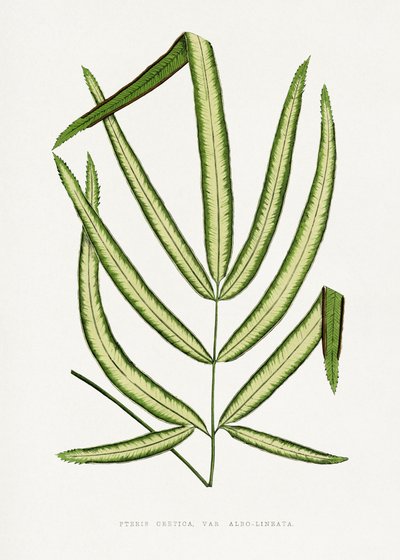  alkotó: Les Plantes a Feuillage Colore
