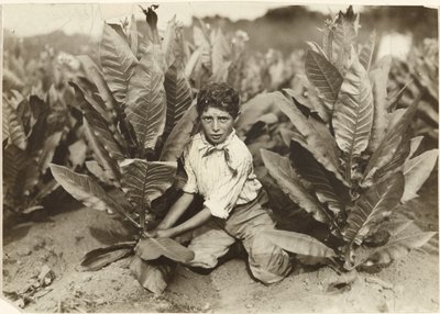 Tízéves szedő a Gildersleeve dohányfarmon alkotó: Lewis W. Hine