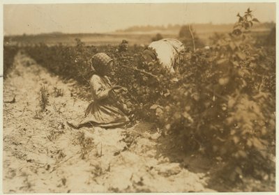 Egy hatéves lengyel kislány egész nap bogyókat szed a családjával (Scholtz) a Baltimore melletti Rock Creeknél, Maryland, 1909. alkotó: Lewis Wickes Hine