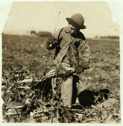 A 7 éves Alex Reiber folytatja a cukorrépa felszedését, miután "beakasztotta" a térdét, Sterling mellett, Colorado, 1915 alkotó: Lewis Wickes Hine