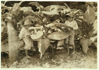 Amos 6 és Horace 4 féreg és szopós dohányt ültet egész nap apjuknak, John Nealnek Warren megyében, Albaton, Kentucky, 1916 alkotó: Lewis Wickes Hine