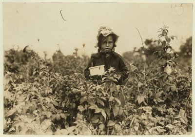 Annie Bissie bogyókat szed a Baltimore melletti földeken, Maryland államban, 1909 alkotó: Lewis Wickes Hine