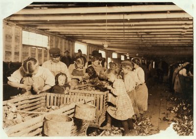 8 éves Rosy napi 14 órát dolgozik osztriga-suckerként a Dunbar Cannery-ban, Louisiana, 1911 alkotó: Lewis Wickes Hine